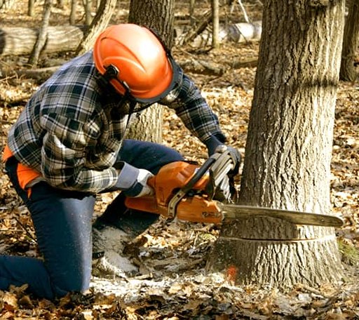 Tree Removal in Milton, NH